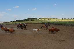 Steer penning at Gymkhana